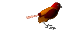 bird